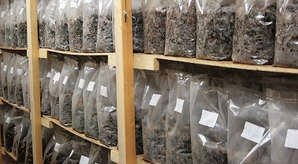 Mushroom-Incubation-Room-1024x576.jpg