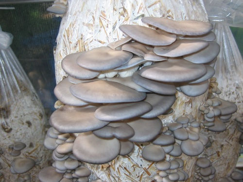 Pleurotus columbinus