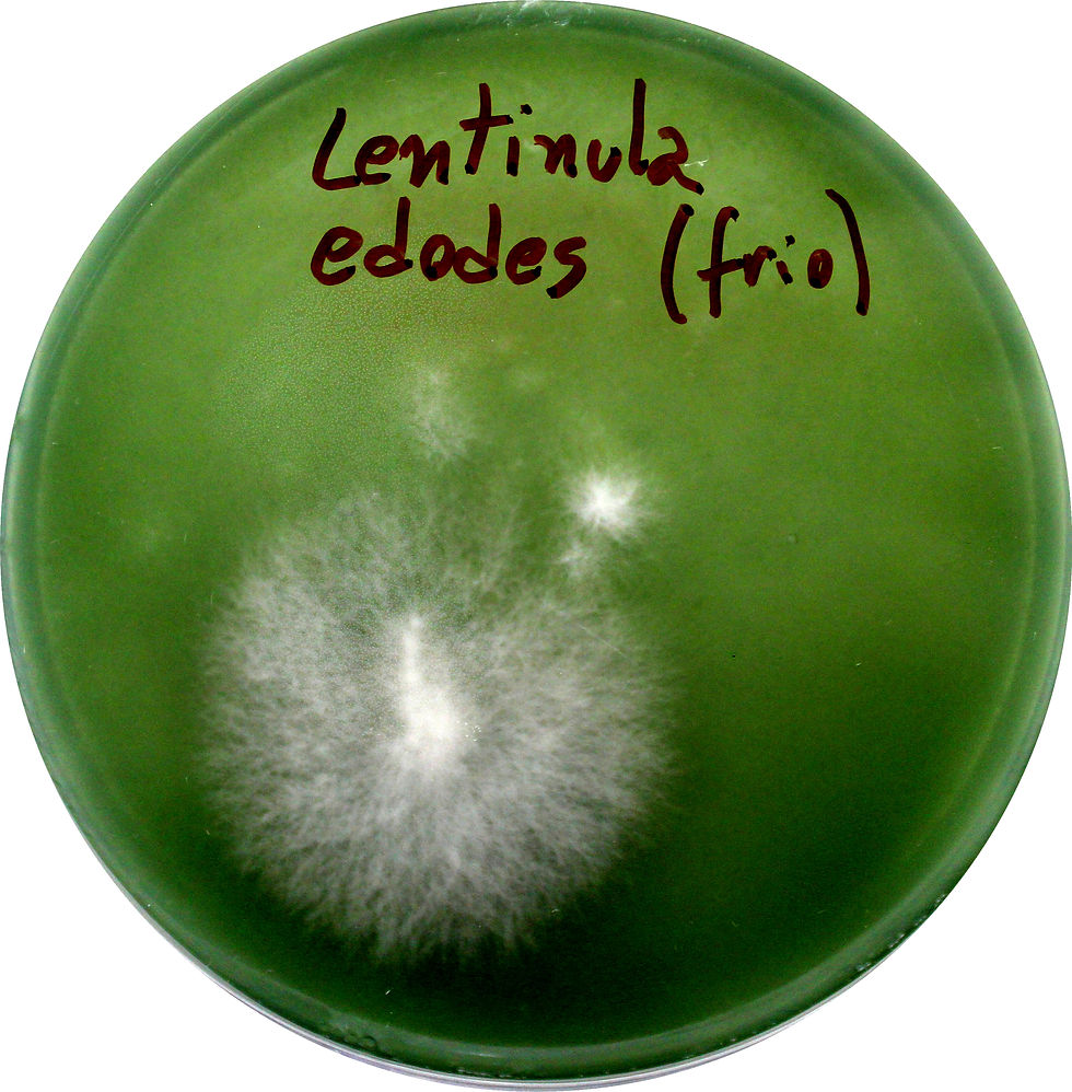 Lentinula edodes