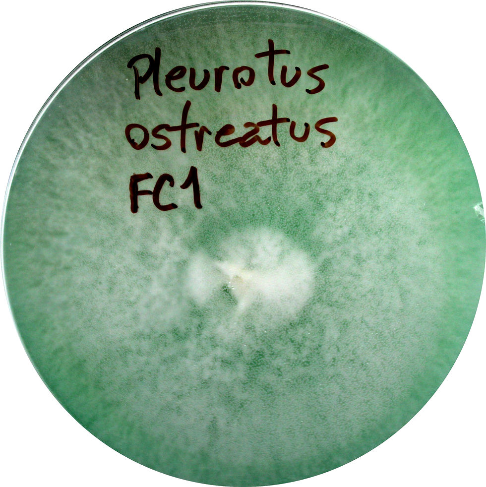 Pleurotus ostreatus
