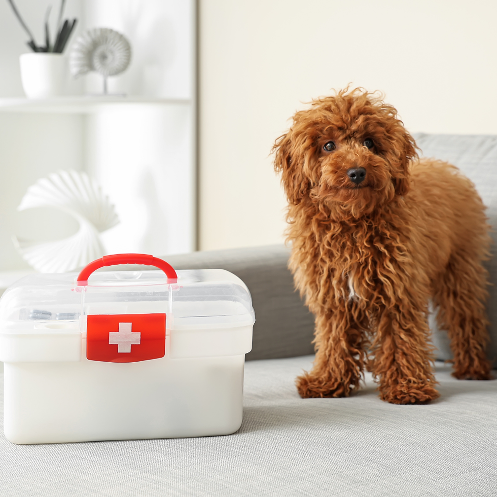Emergency Pet Pick Up.png
