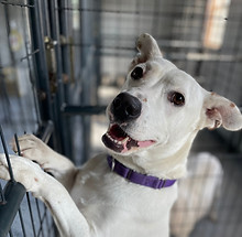 White Dog in kennel