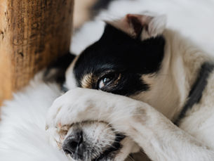 "How long will it take to 'fix' my dog?"