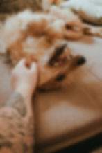 SideKick Dog Training | Private Dog Training Milwaukee WI