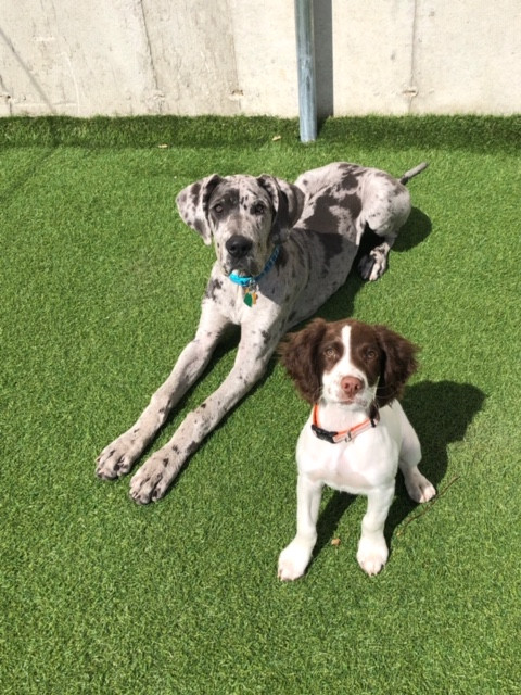 SideKick Dog Training | Private Dog Training Milwaukee WI