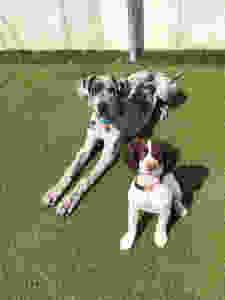 SideKick Dog Training | Private Dog Training Milwaukee WI
