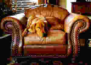 SideKick Dog Training | Private Dog Training Milwaukee WI