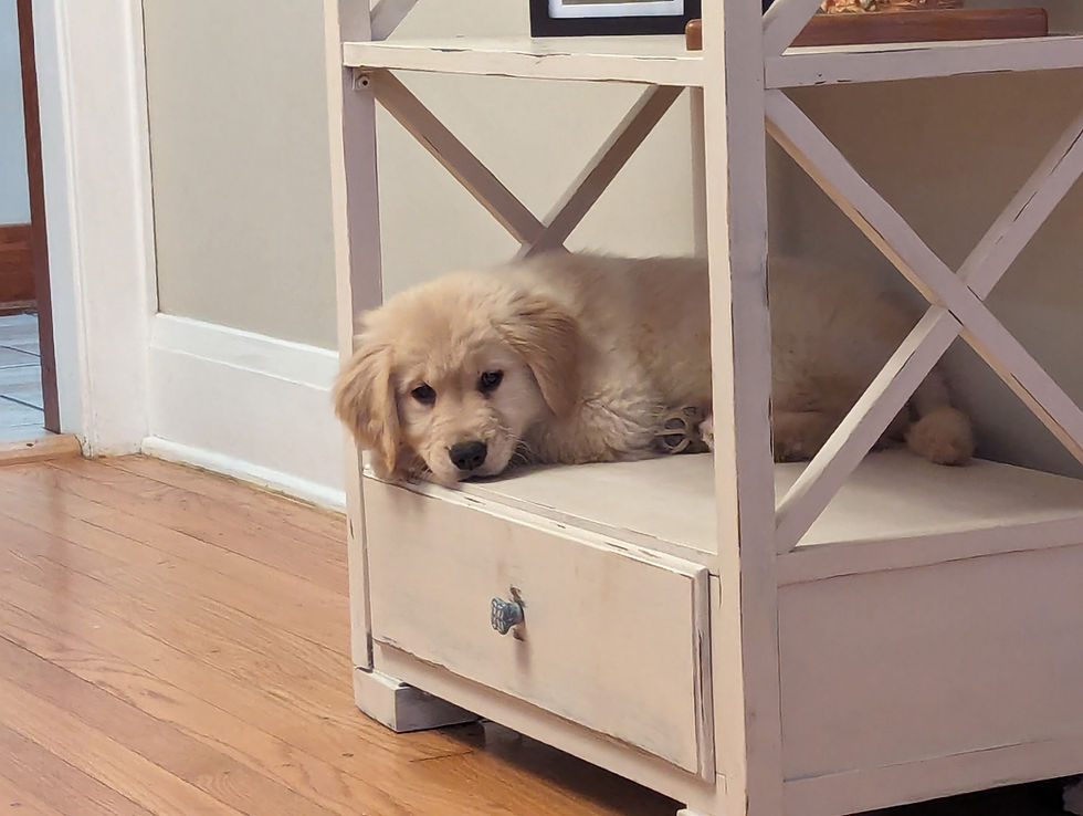 SideKick Dog Training | Private Dog Training Milwaukee WI