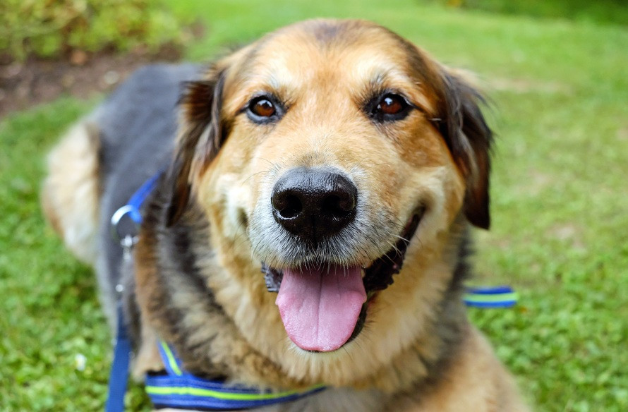 SideKick Dog Training | Private Dog Training Milwaukee WI
