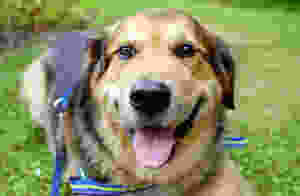 SideKick Dog Training | Private Dog Training Milwaukee WI