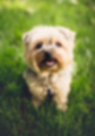 SideKick Dog Training | Private Dog Training Milwaukee WI