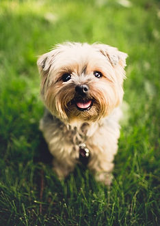 SideKick Dog Training | Private Dog Training Milwaukee WI
