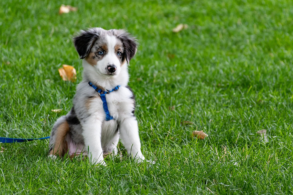 SideKick Dog Training | Private Dog Training Milwaukee WI