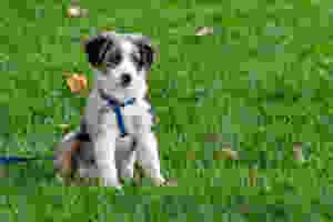 SideKick Dog Training | Private Dog Training Milwaukee WI