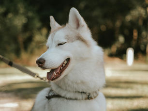 SideKick Dog Training Milwaukee WI