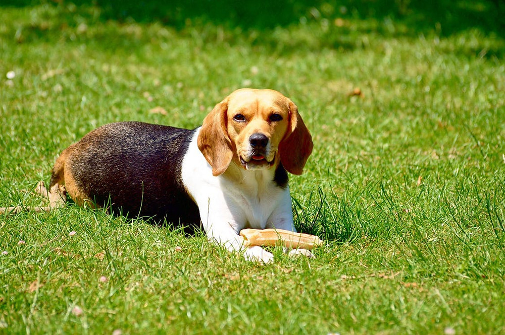 SideKick Dog Training | Private Dog Training Milwaukee WI