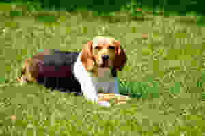 SideKick Dog Training | Private Dog Training Milwaukee WI