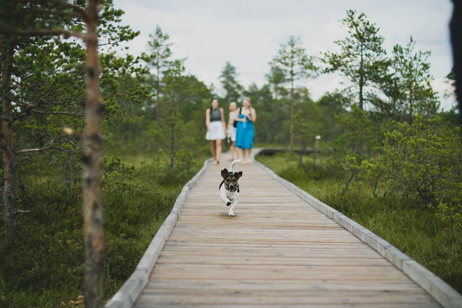 SideKick Dog Training | Private Dog Training | Milwaukee WI