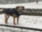 SideKick Dog Training | Private Dog Training Milwaukee WI