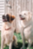 SideKick Dog Training | Private Dog Training Milwaukee WI