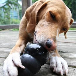 peanut butter in kong for dog