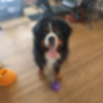SideKick Dog Training | Private Dog Training Milwaukee WI