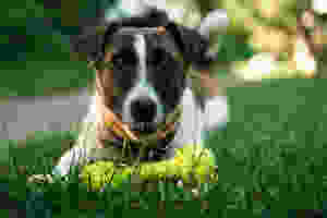 SideKick Dog Training | Private Dog Training Milwaukee WI