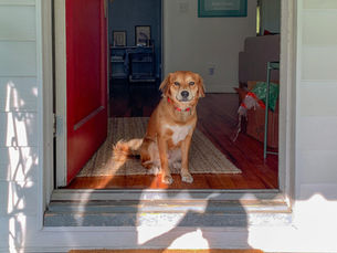 A dog with a red collar sits in a sunlit doorway, red door open. "WELCOME" mat on porch floor. 