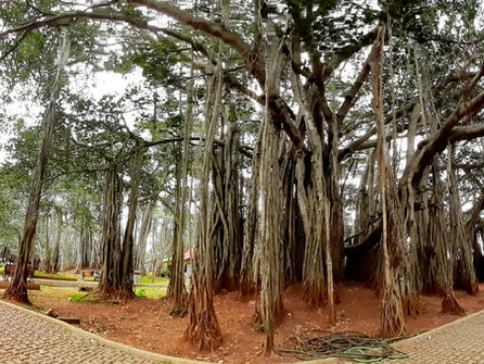 Day out in Bangalore: DoddaAlada Mara and Manchanabele Dam