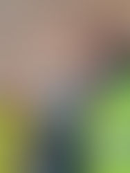 Lions uit Leuven en Mechelen doen mee aan de Voedselbanken-challenge