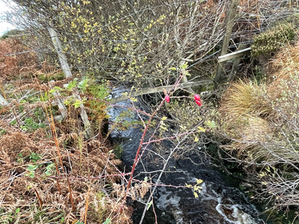 Rose Hips from the Ancestors