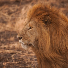 lion serengeti national park tanzania.jp