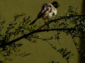 ציפור נפשי -ערב כיפור