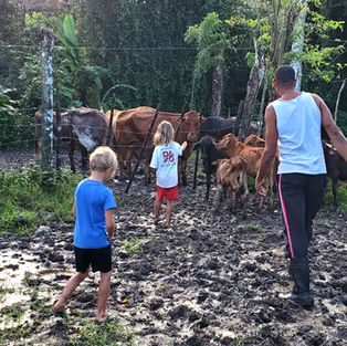 It was from the cows!