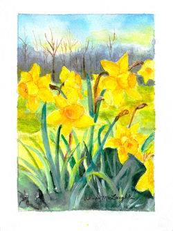 Spring Daffodils