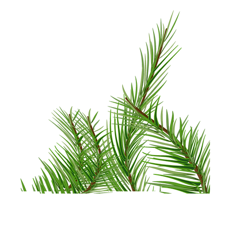 草4 (1).png