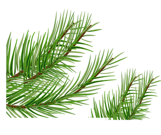 草3 (1).png