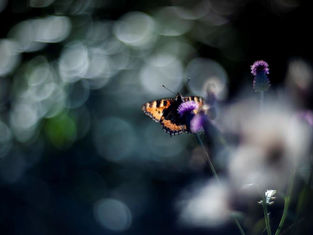 Joulukuun 2022 jäsenilta