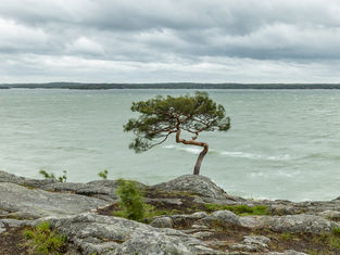 Kesäkuun 2020 jäsenkirje