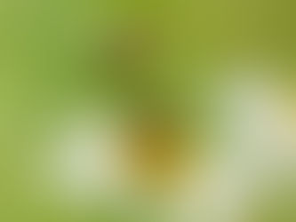 Kesä on kukkien ja kärpästen aikaa