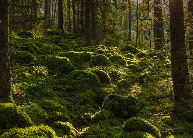 Maaliskuun jäsenilta 2026