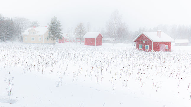 Kilpailumenestystä Anto Raalille