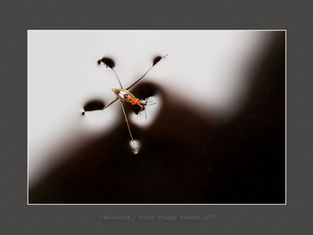 Anto Raalin luontokuvia