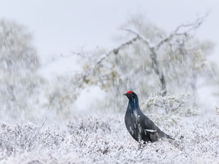 Marraskuun 2022 jäsenilta