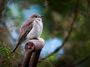 Toukokuun 2018 jäsenilta