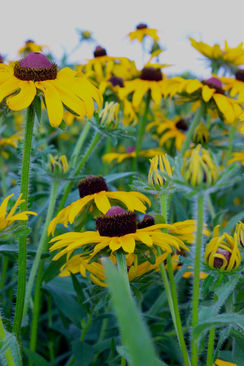 rudbeckia.jpg