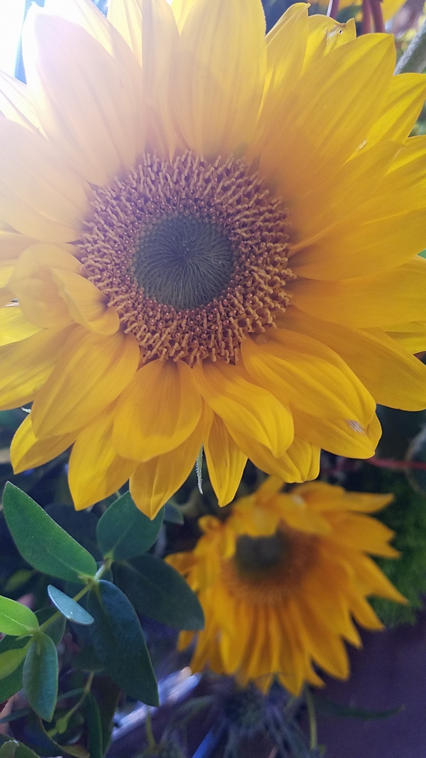 Writer: Flowering Owl Energy Healing