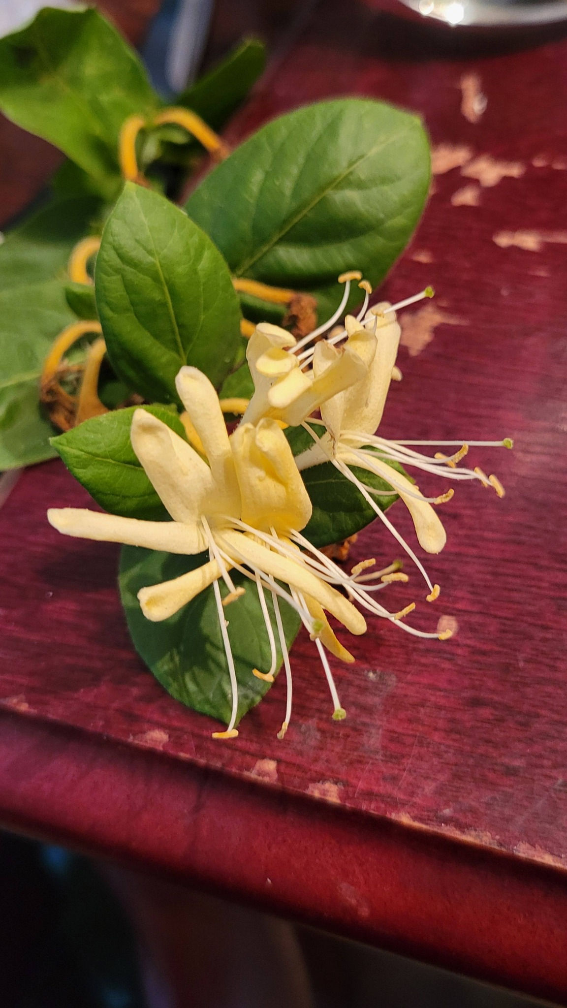 Jasmine Flower Essence, 1oz