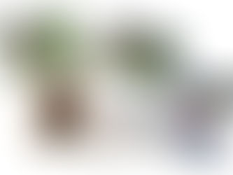 今週末11/17(日)に『デザインフェスタvol.50』に出店します!!