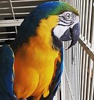 Screenshot_20210503-122616 (1).png